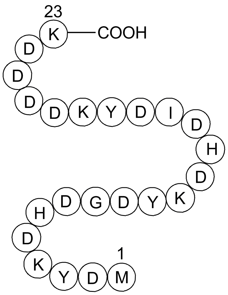 3X (DYKDDDDK) Peptide