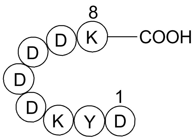 DYKDDDDK tag Peptide