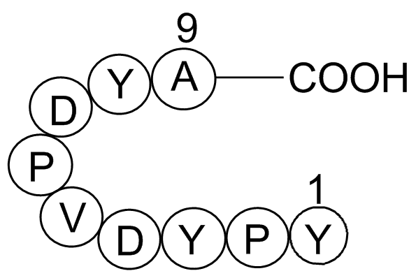Influenza Hemagglutinin (HA) Peptide
