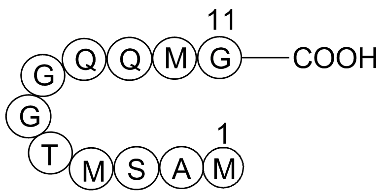 T7 Tag Peptide