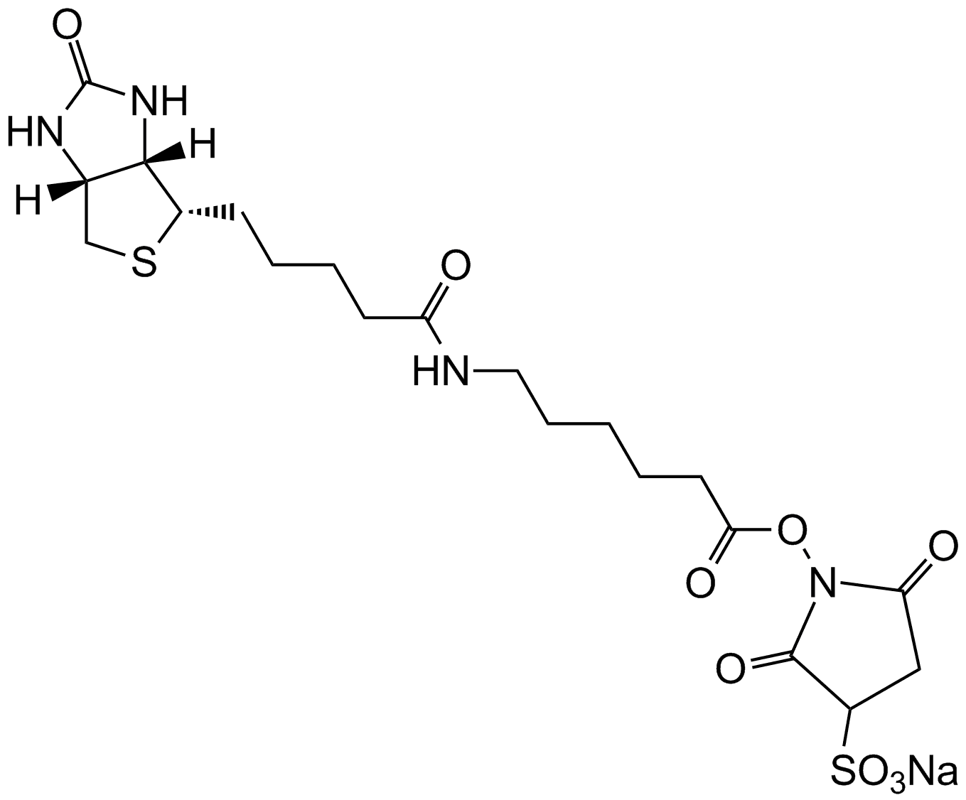 Sulfo-NHS-LC-Biotin