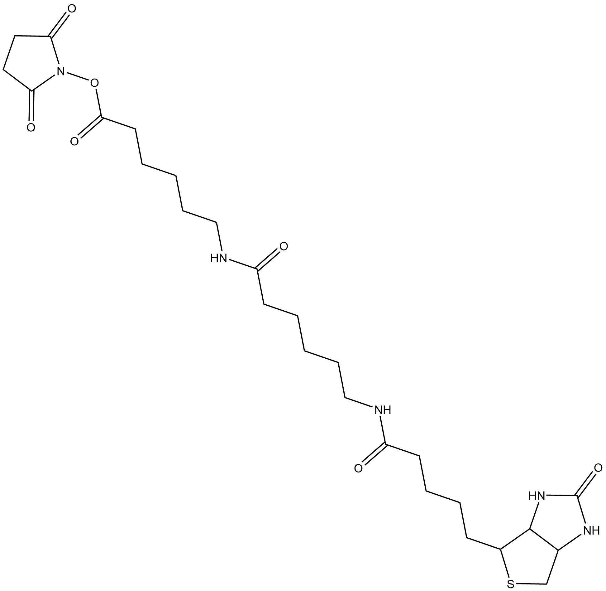 NHS-LC-LC-Biotin