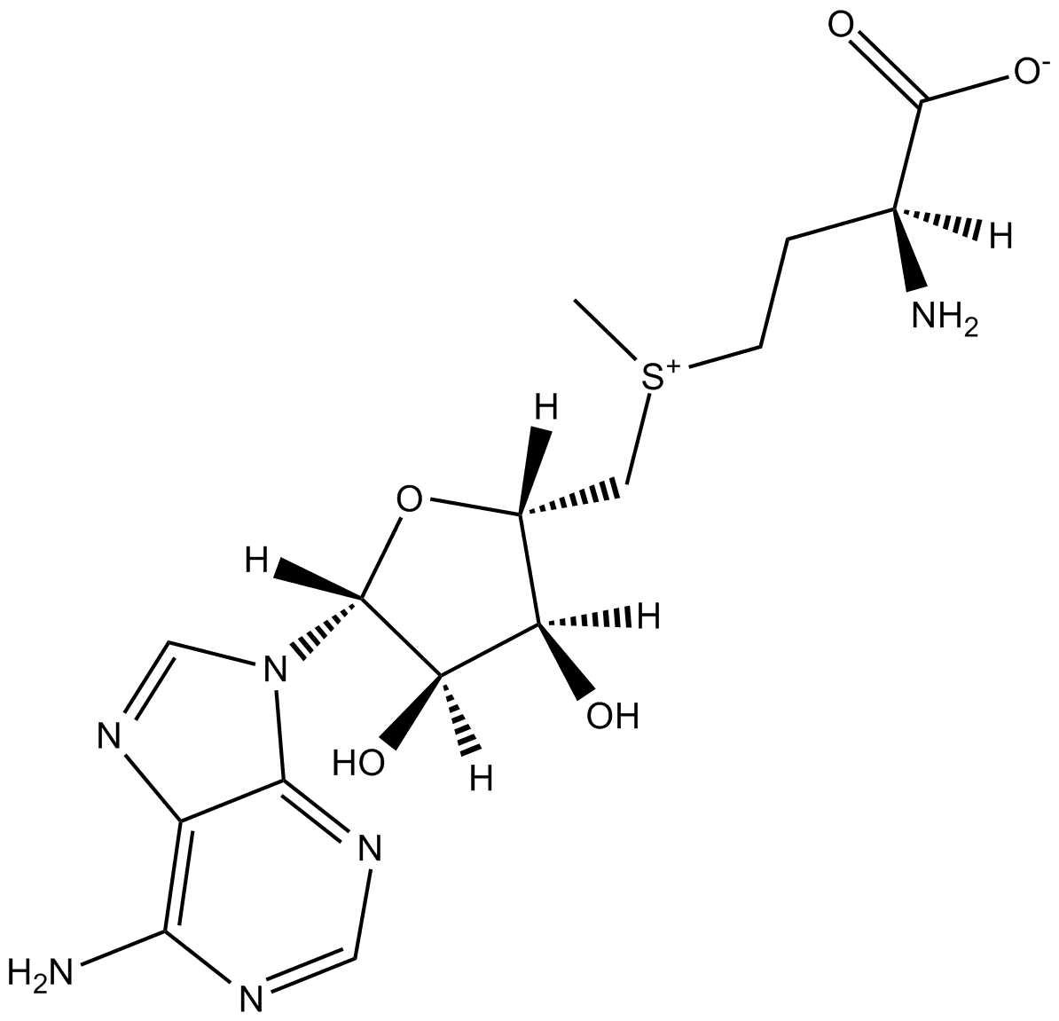 S-Adenosylmethionine (SAM)