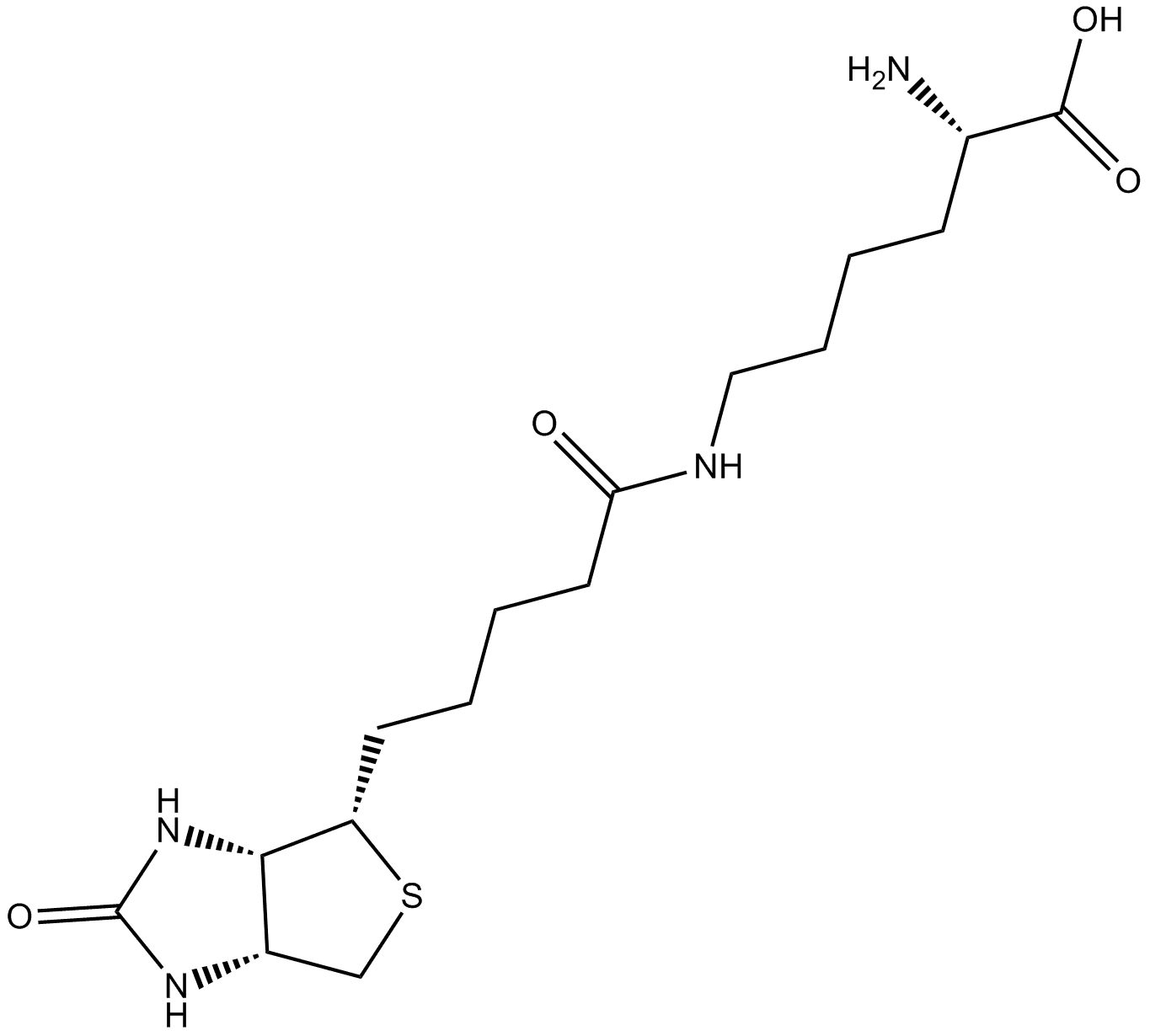 Biocytin