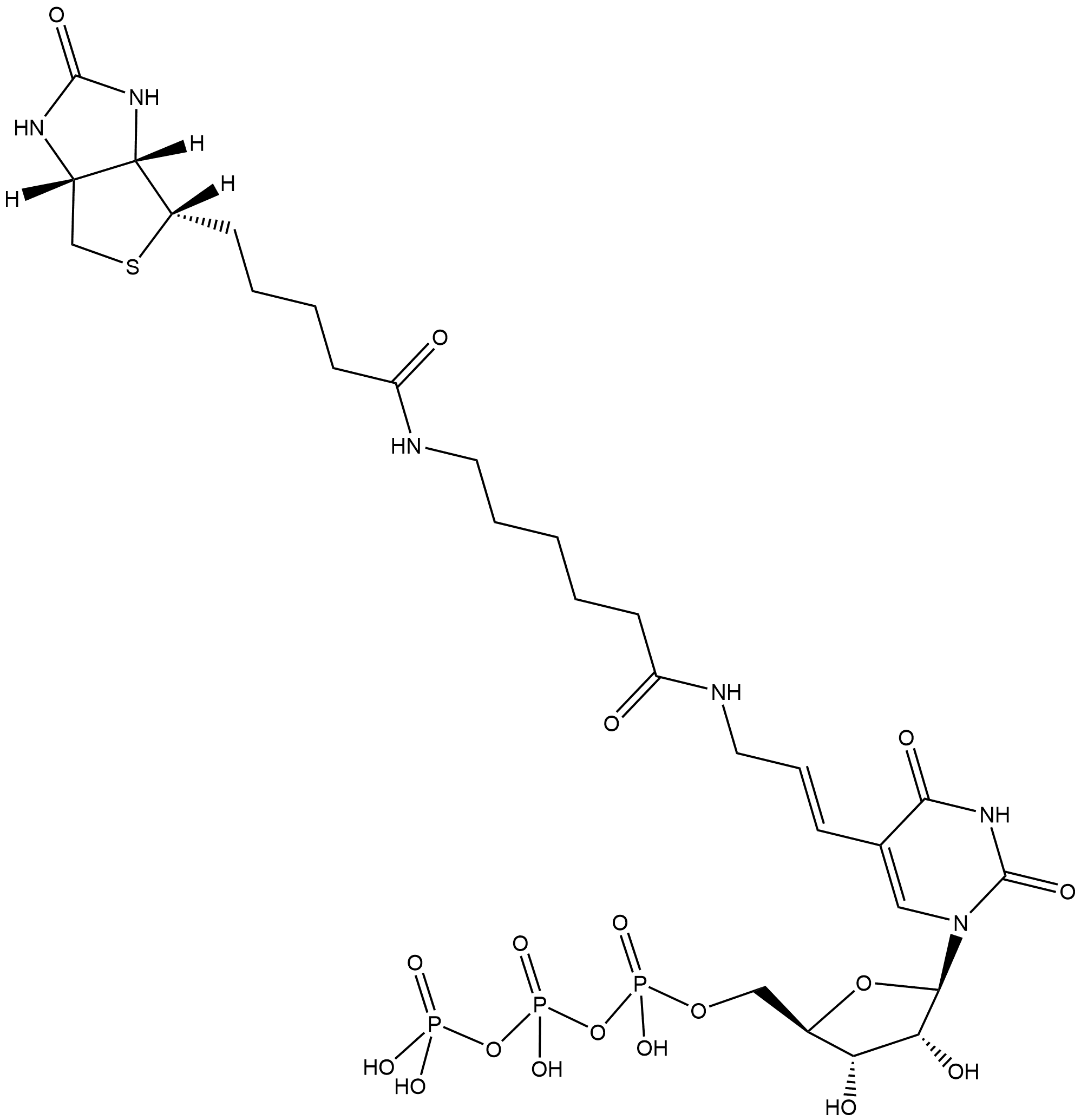 Biotin-11-UTP