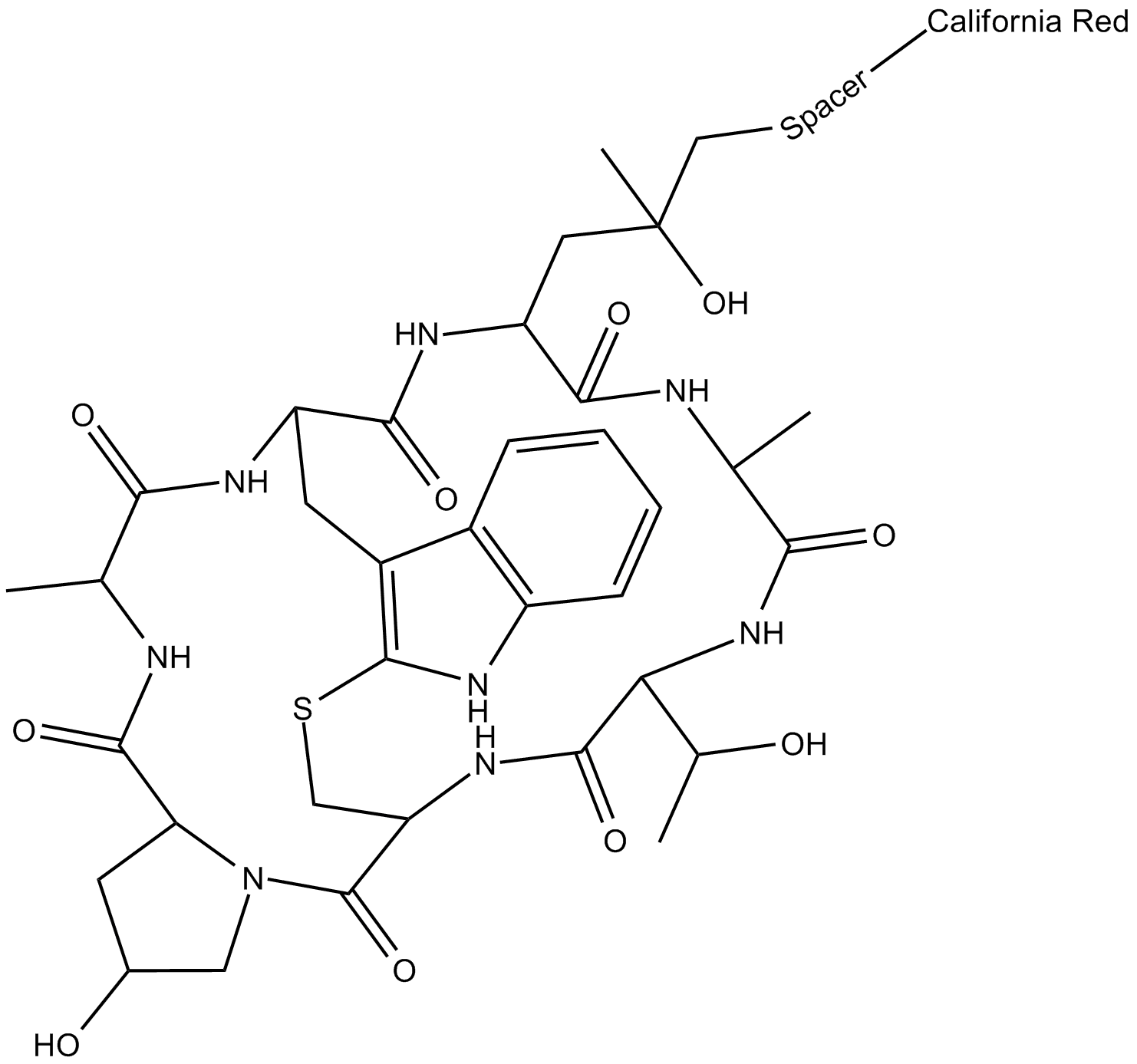 Phalloidin-California Red Conjugate