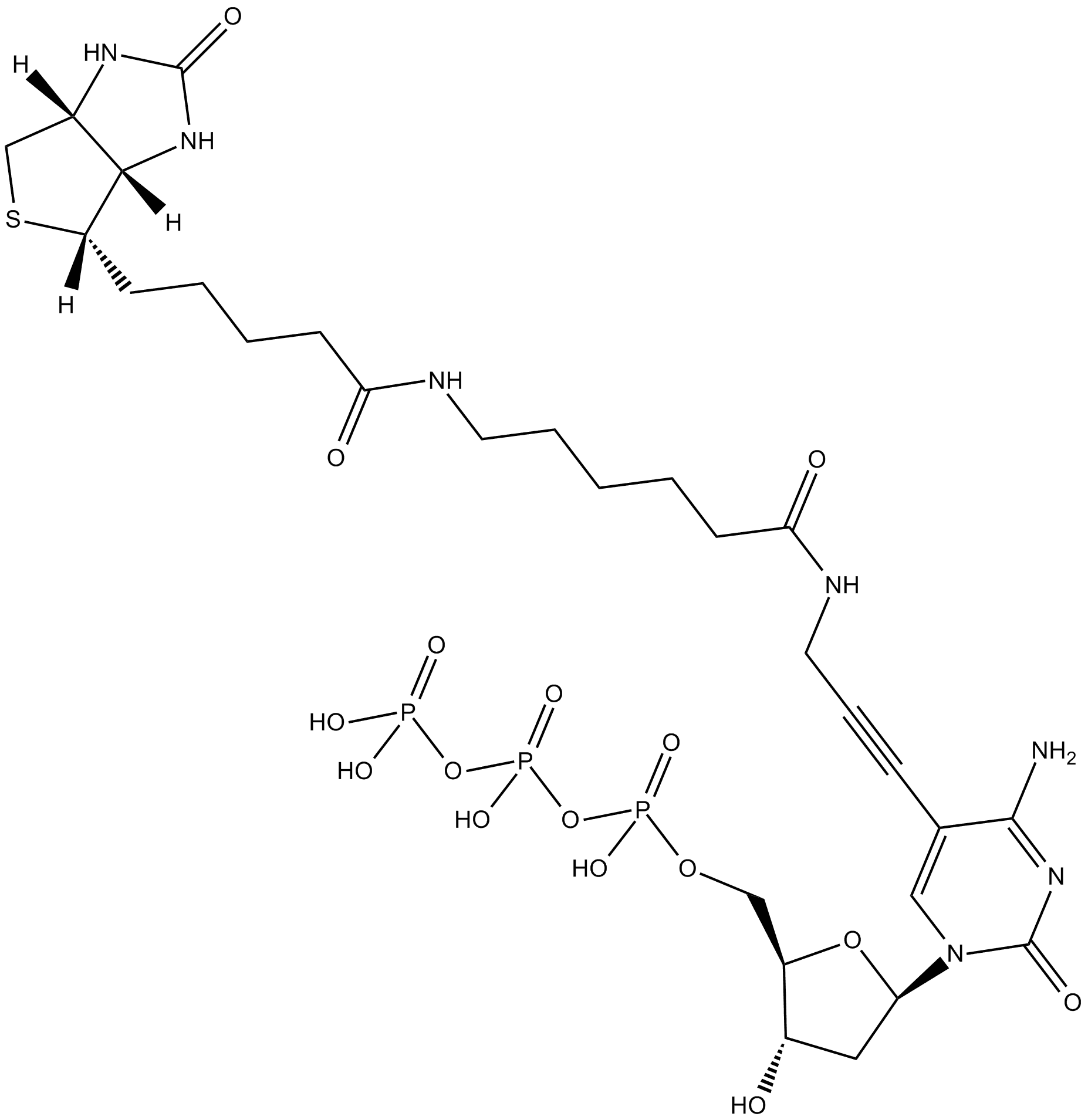 Biotin-11-dCTP