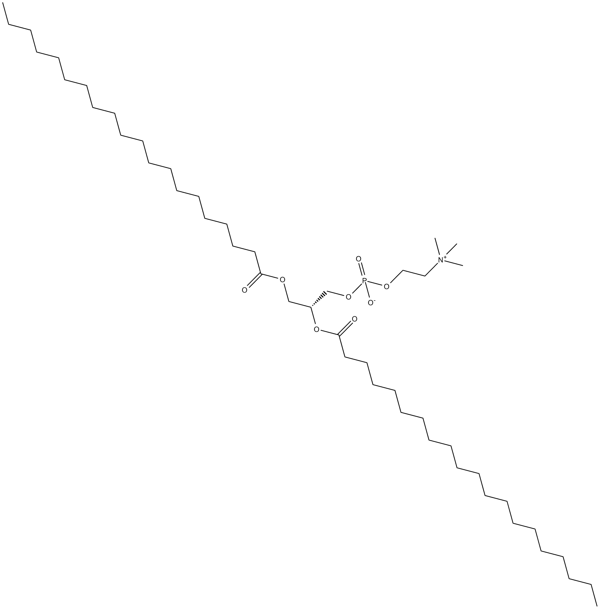 1,2-Diarachidoyl-sn-glycero-3-PC