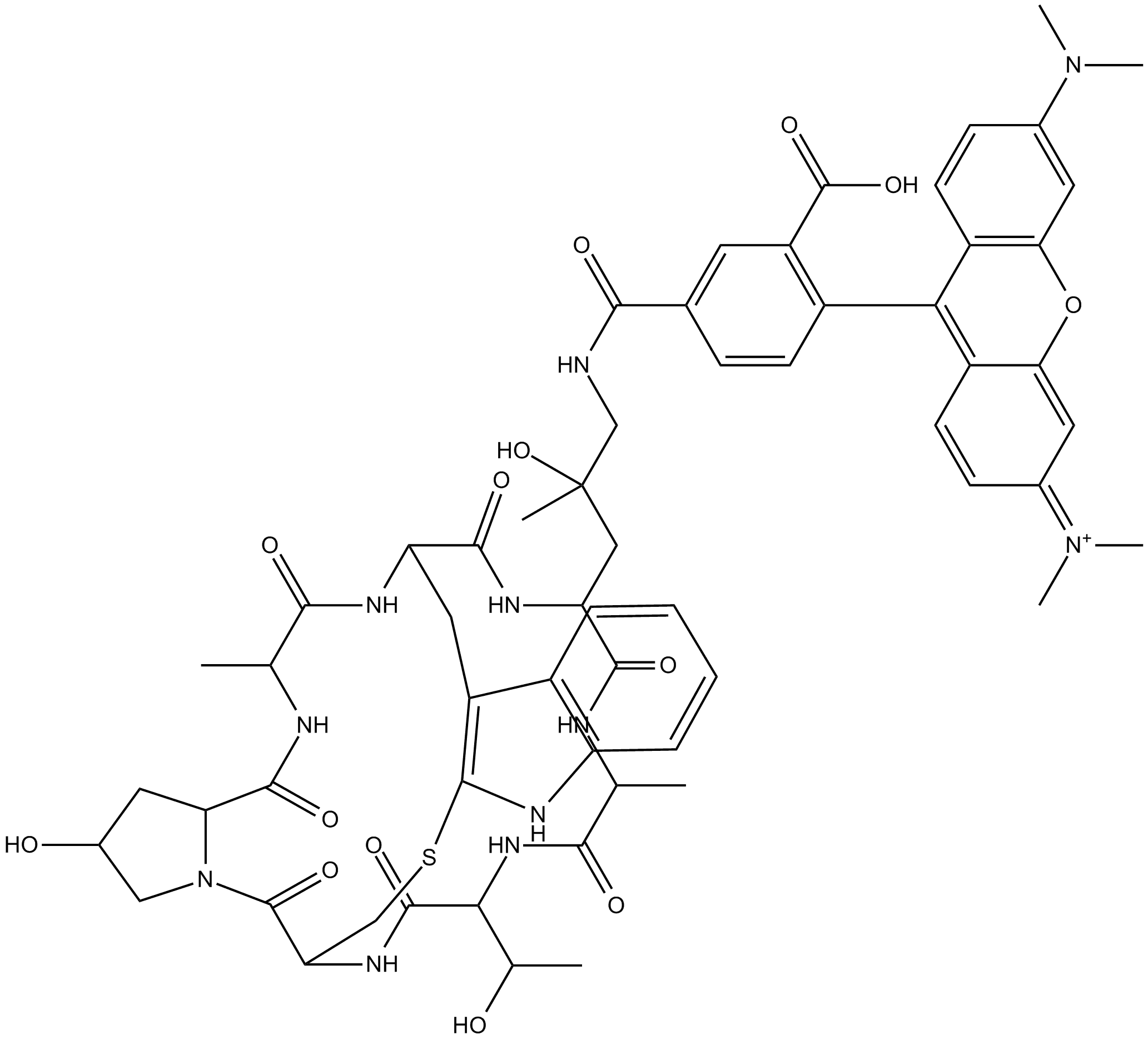 Phalloidin-Tetramethylrhodamine Conjugate
