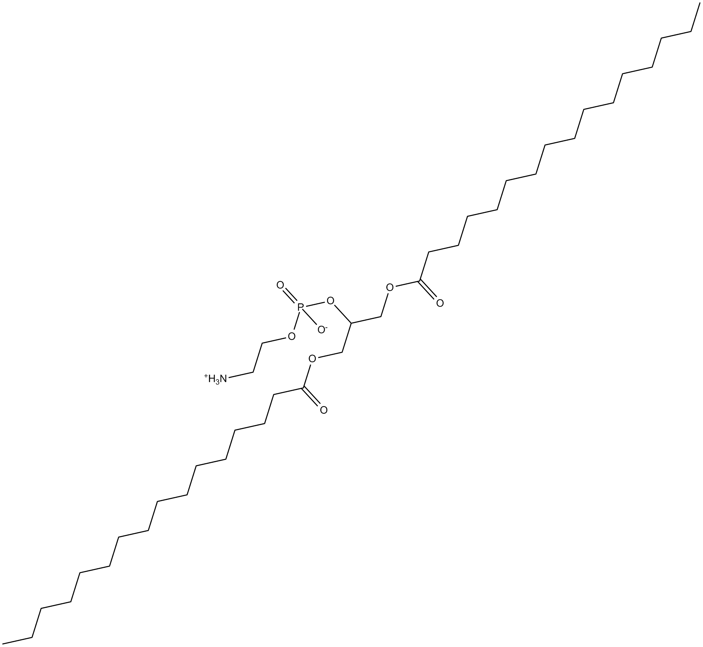 1,3-Dipalmitoyl-sn-glycero-2-PE