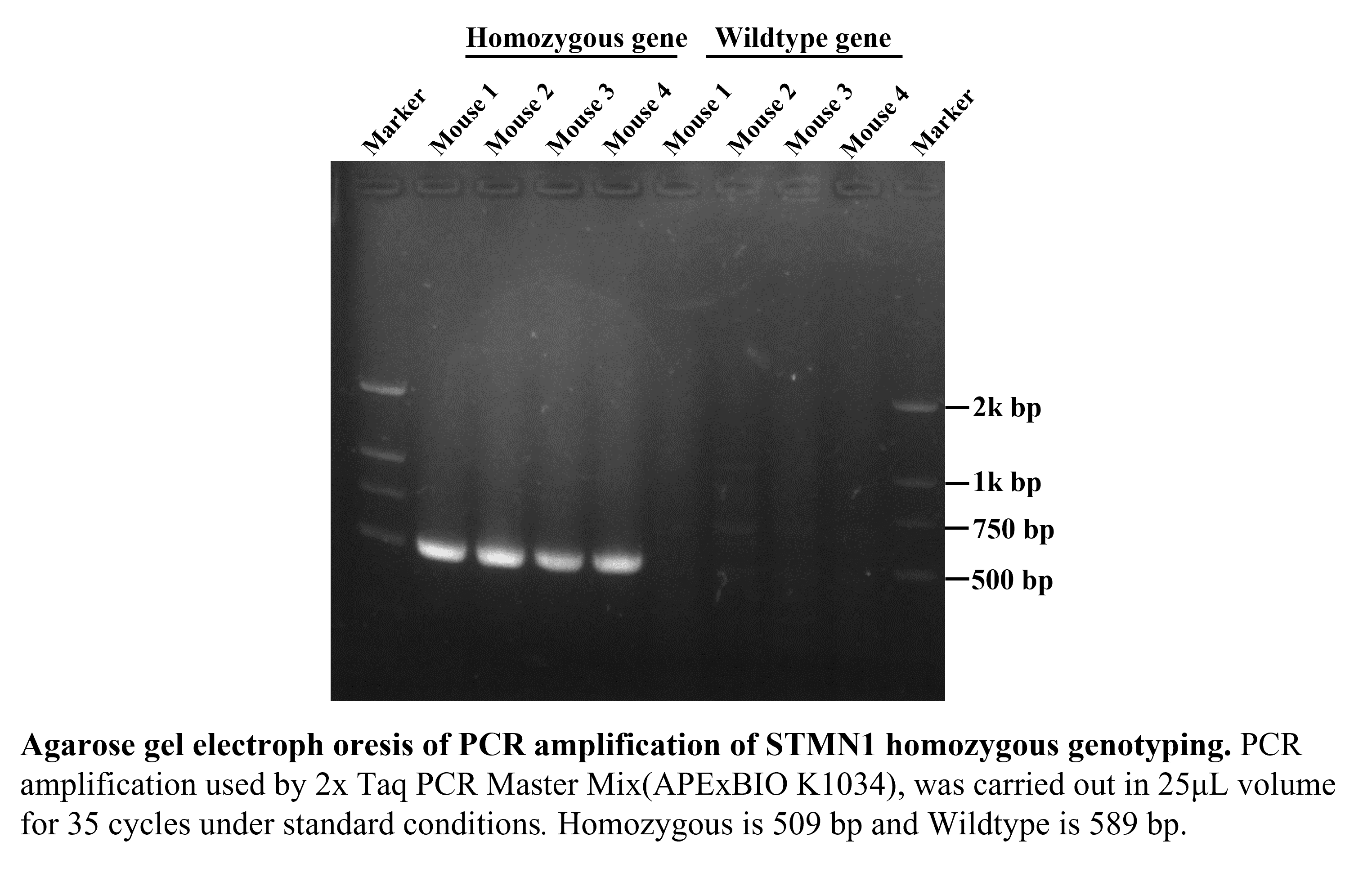 生物相关数据
