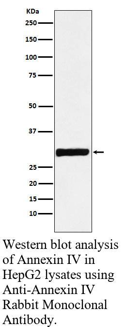 生物相关数据