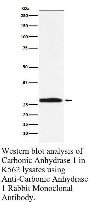 生物相关数据