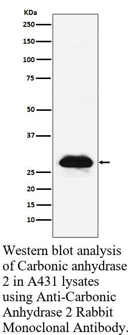 生物相关数据