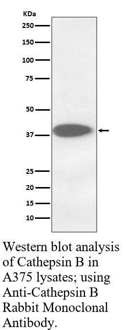 生物相关数据