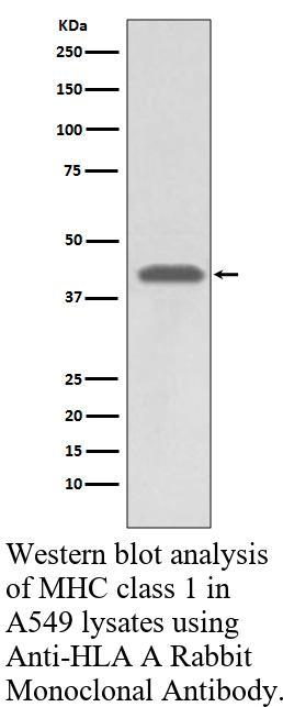 生物相关数据