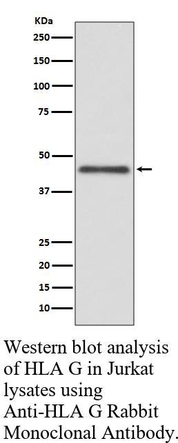 生物相关数据