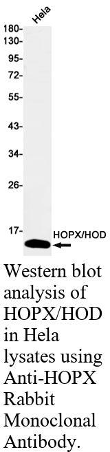生物相关数据