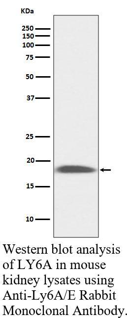 生物相关数据