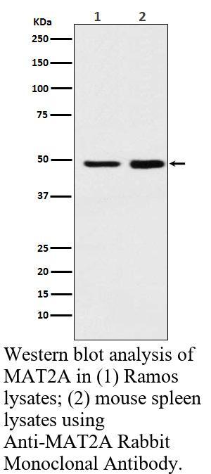 生物相关数据