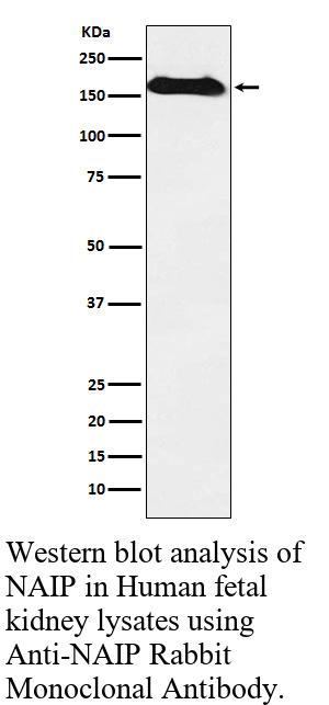 生物相关数据