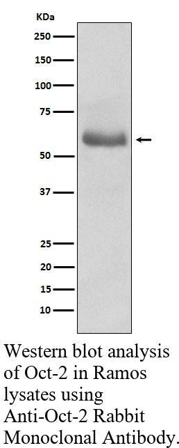 生物相关数据