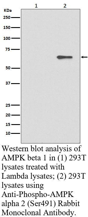 生物相关数据