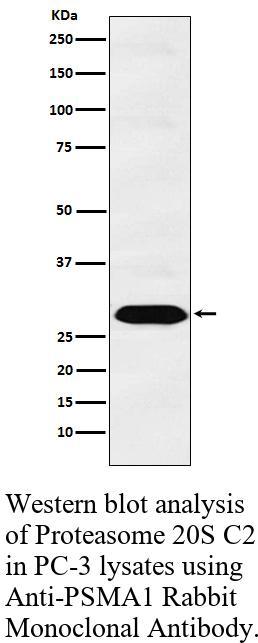生物相关数据