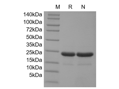 FGF-21, murine recombinant