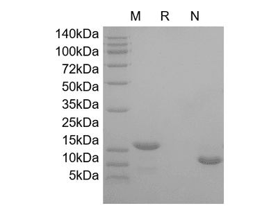 Flt3-Ligand, human recombinant