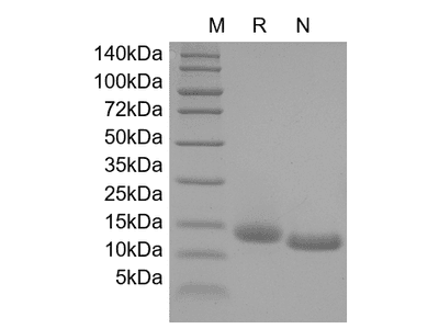 GM-CSF, rat recombinant