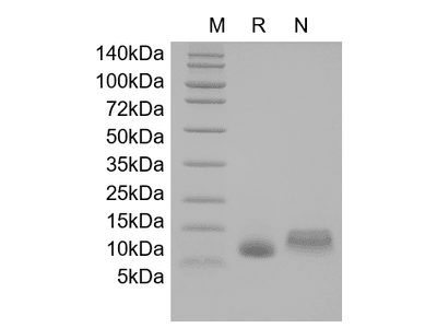 IGF-1, human recombinant