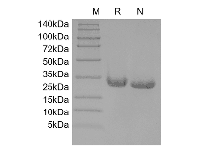 IL-6, rat recombinant