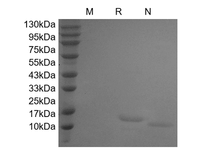 IL-7, human recombinant