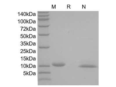 SCF, murine recombinant protein