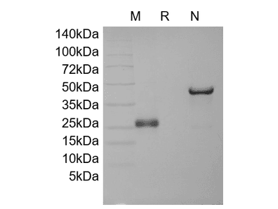 M-CSF, human recombinant protein