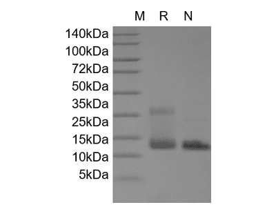 Recombinant Human IL-4