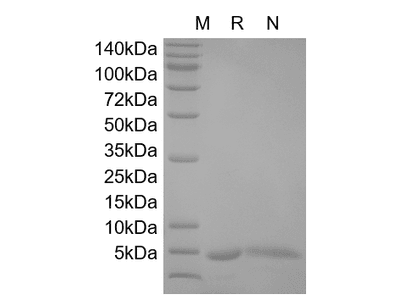 Recombinant Human IL-13
