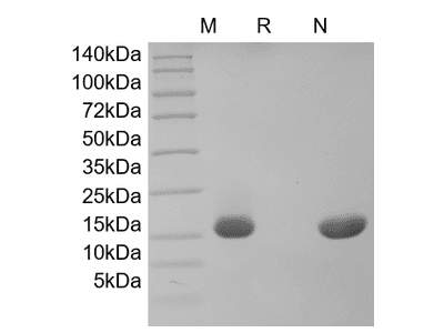 Recombinant Human IL-20