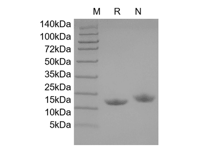Recombinant Human IL-22