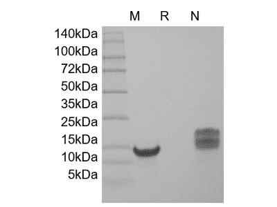 Recombinant Human TSLP