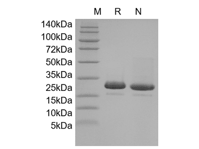 Recombinant Human FGF-4