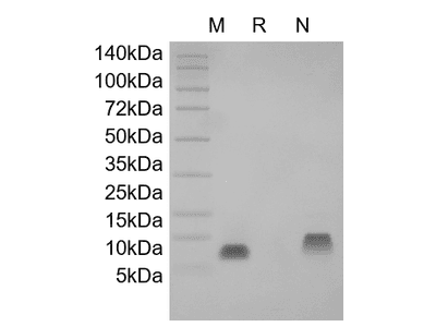 Recombinant Human NRG1-beta2