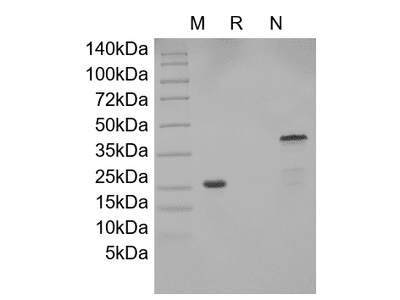 Recombinant Human GDNF