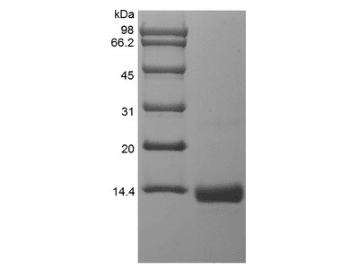 Recombinant Human BMP-4