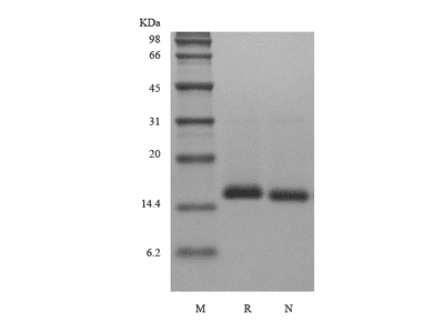 Recombinant Human BMP-7