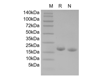 Recombinant Mouse IL-2
