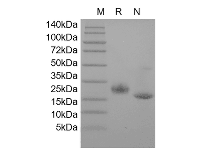 Recombinant Mouse LIF