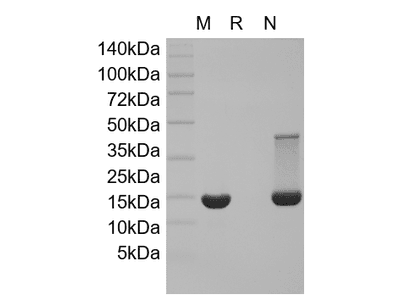 Recombinant Mouse bFGF/FGF-2