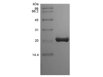 Recombinant Mouse FGF-9